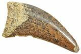 Serrated, Tyrannosaur (Nanotyrannus?) Tooth - Montana #245917-1